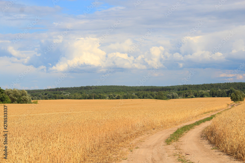  wheat field