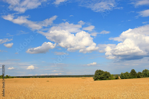 wheat field © sosnytskyi