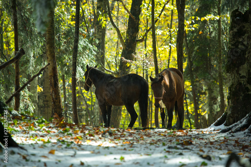 Beautiful hours in the forest