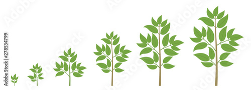 Tree growth stages. Ripening period progression. Tree life cycle animation plant phases.