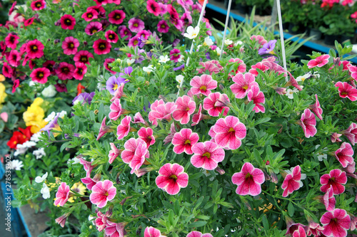 Fototapeta Naklejka Na Ścianę i Meble -  Colorful calibrachoa plants in the garden. Pink flowers in the garden