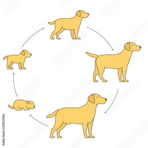 Round stages of dog growth set. From puppy to adult dog development. Animal mammals pets. Labrador retriever grow up circle animation progression. Pet life cycle.