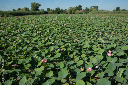 Young Water Lotus in the swamp