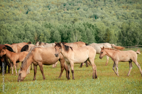 Beautiful brown horses on a farm