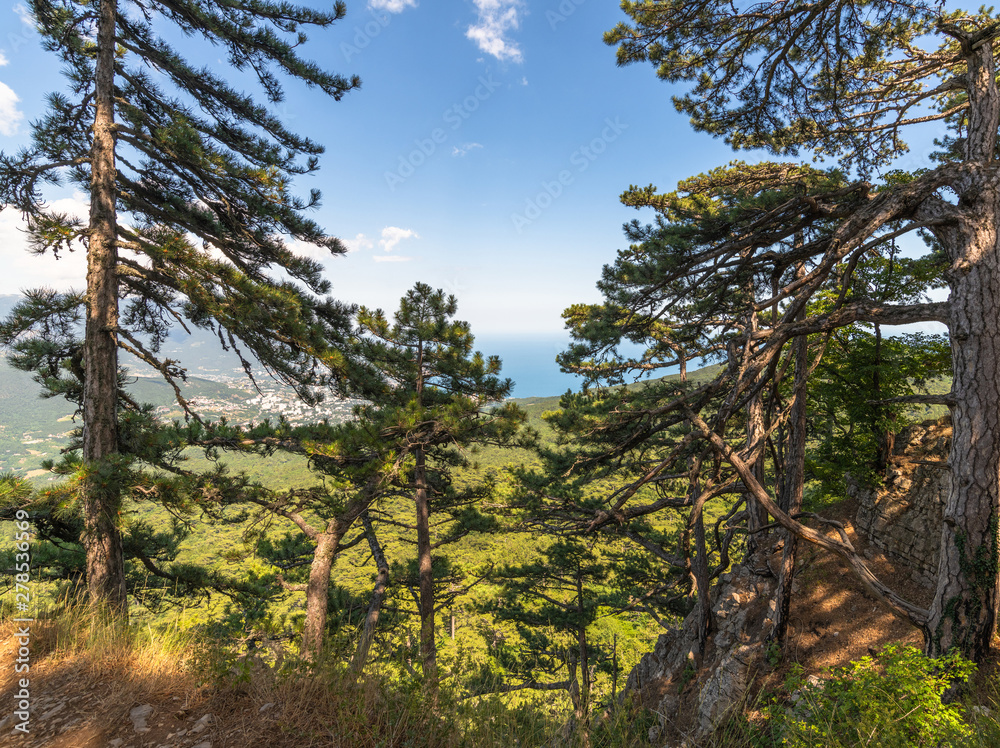 Beautiful coniferous tree on a mountain in Crimea Beautiful coniferous tree on a mountain in Crimea
