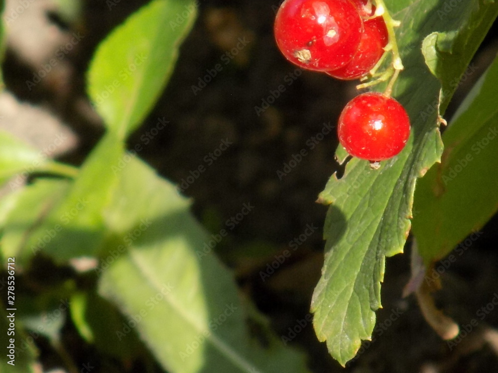 Summer. Red currants ripen. Delicious juicy berries glow from the inside Summer. Red currants ripen. Delicious juicy berries glow from the inside