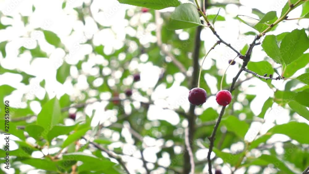 Cherry tree with red fruits. Gardening, fruiting season Cherry tree with red fruits. Gardening, fruiting season