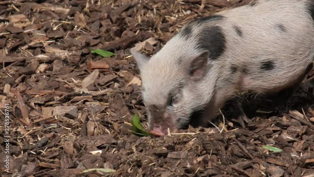 Porcelet avec tâches noires fouille le sol et cherche de la nourriture (bébé cochon) Porcelet avec tâches noires fouille le sol et cherche de la nourriture (bébé cochon)