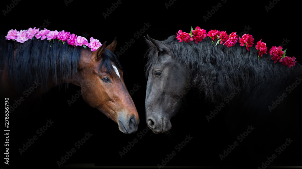 Naklejka Horses portrait in bridle isolated on black background with pions in mane