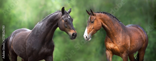 Two Horse close up portrait in motion against green background © callipso88
