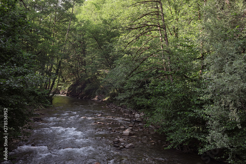 mountain forest river. dark creek.