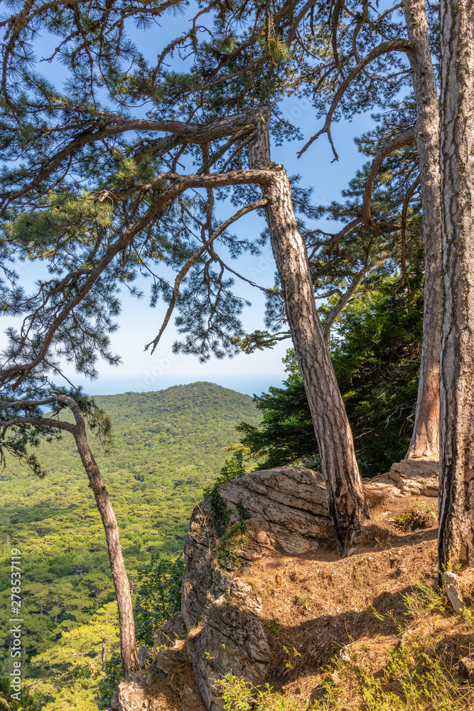 Beautiful coniferous tree on a mountain in Crimea