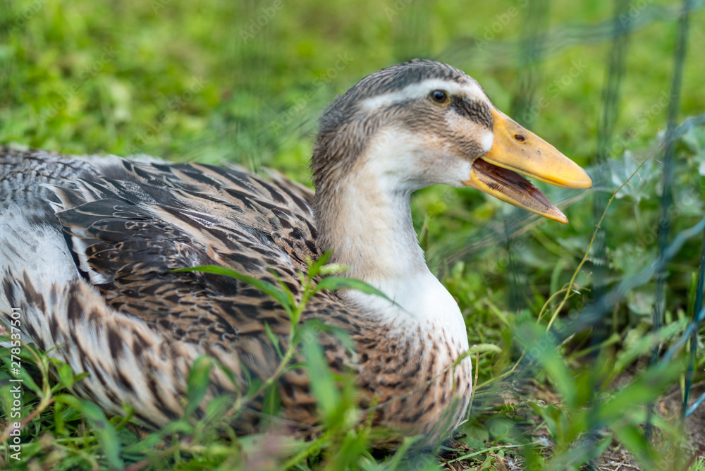domestic duck grown on the farm domestic duck grown on the farm