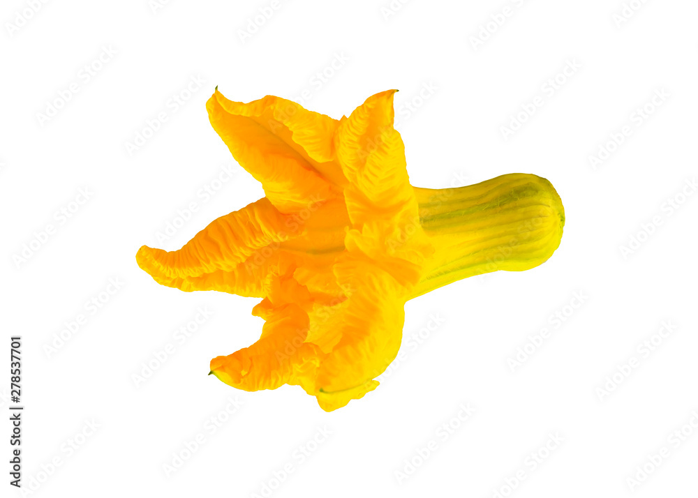 Fototapeta premium Blooming yellow-orange flower of a pumpkin without leaves and stem isolated on a white background. Food Ingredient