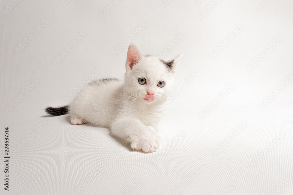The beautiful cat lies, is at attention, licks its nose, on a white background