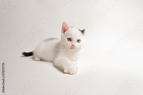 The beautiful cat lies, is at attention, licks its nose, on a white background © Jaroslav Noska
