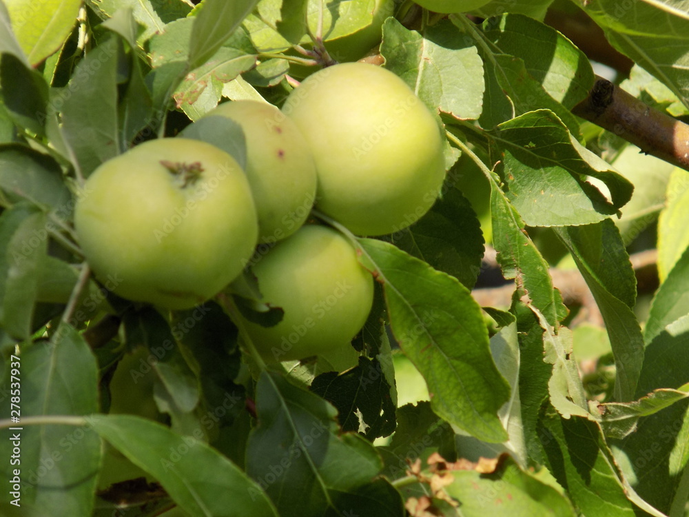 Summer garden. Apples ripen on the branches of the Apple tree. Summer garden. Apples ripen on the branches of the Apple tree.