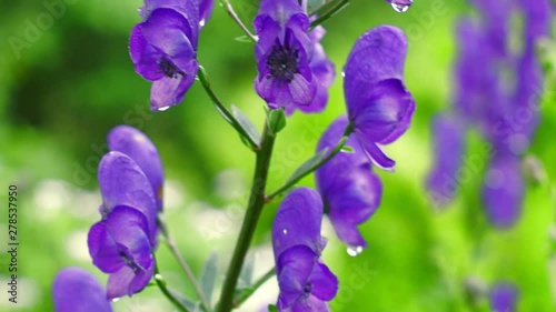 A branch of bright purple aconite flowers in the summer garden