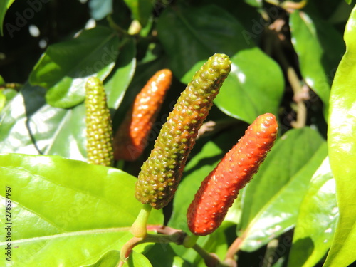 ピパーツ (Okinawa)
