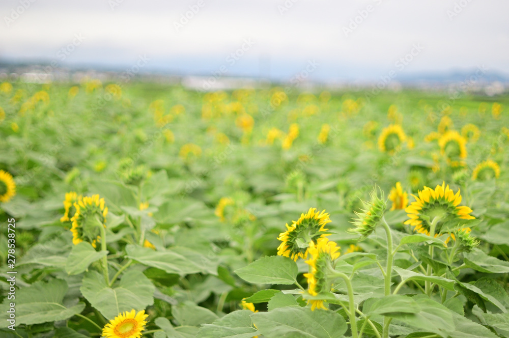 Obraz premium Sunflowers can be seen in the summer.