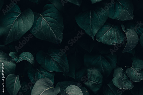 Dark green tropical leaves background     Toned nature shot of some forest greenery     Dramatic foliage decoration