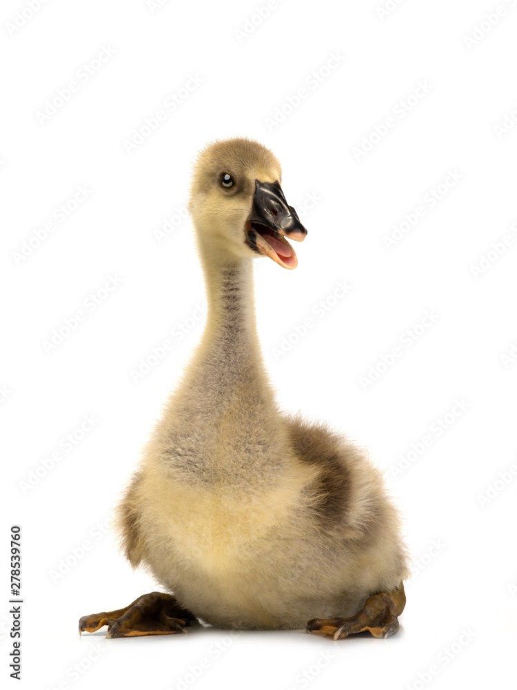 young goose isolated on white young goose isolated on white