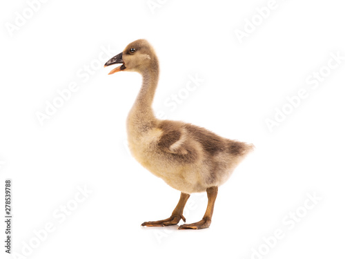 young goose isolated on white