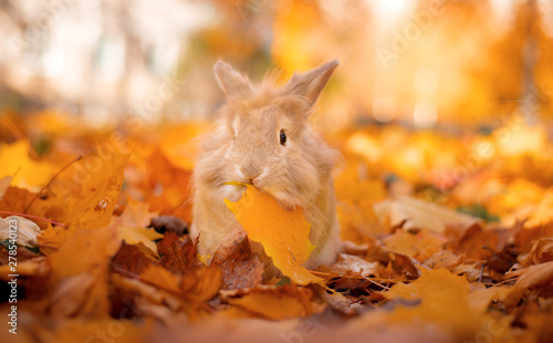 Cute decorative rabbit in autumn leaves. Golden autumn in maple leaves