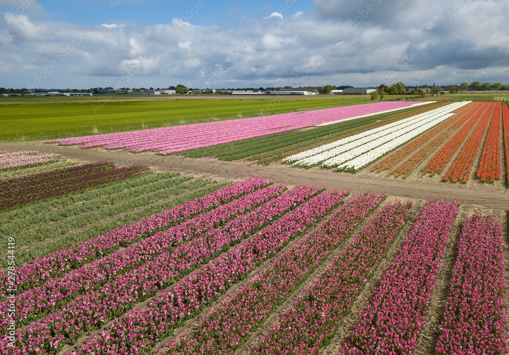 Beautiful tulip flowers grow in rural field of Horthern Holland,Netherlands