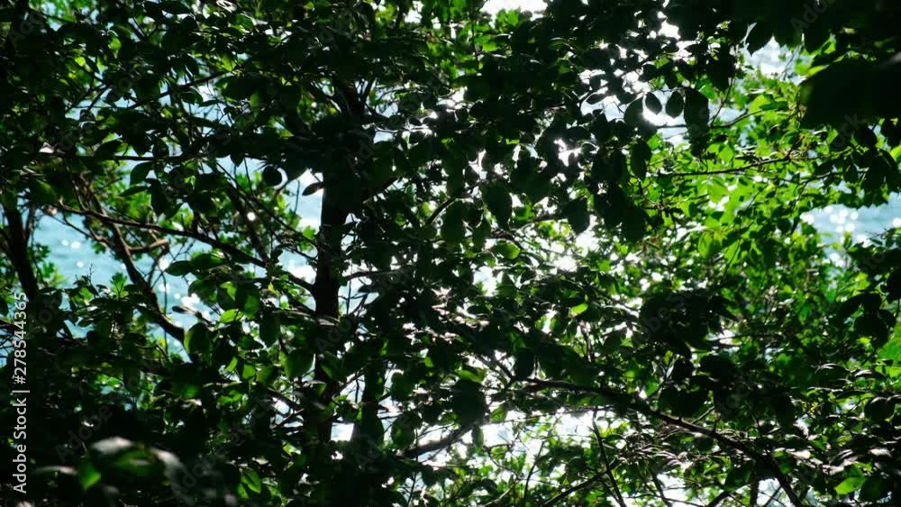 Sunlight shimmering on water surface beyond lush tree leaves Sunlight shimmering on water surface beyond lush tree leaves