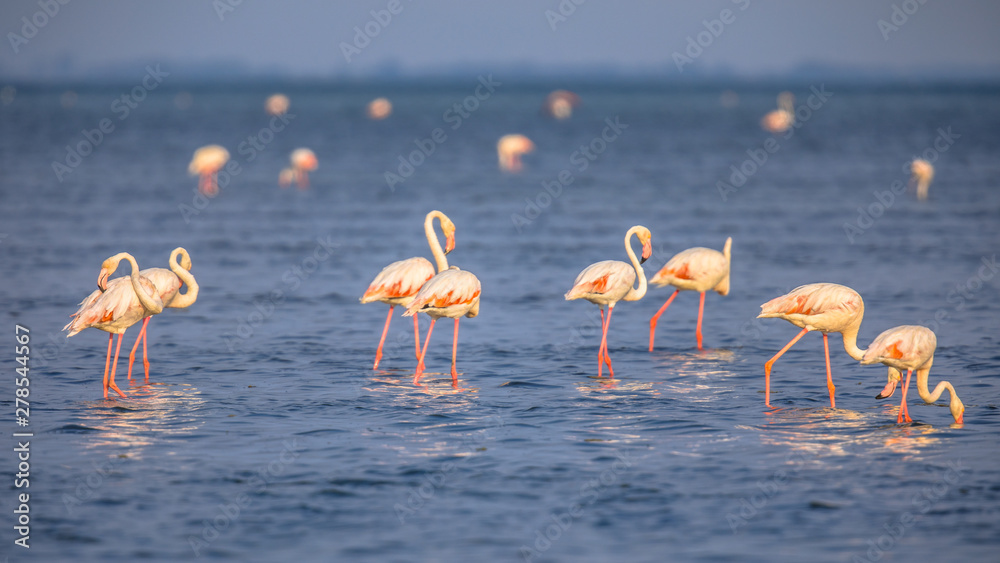 Group of Flamingos feeding