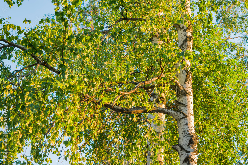 Fototapeta premium Birch leaves on branches, illuminated by the evening sun, selective focus, beautiful landscape, natural background