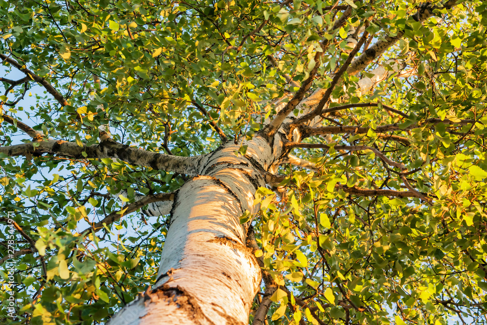 Fototapeta premium Birch leaves on branches, illuminated by the evening sun, selective focus, beautiful landscape, natural background