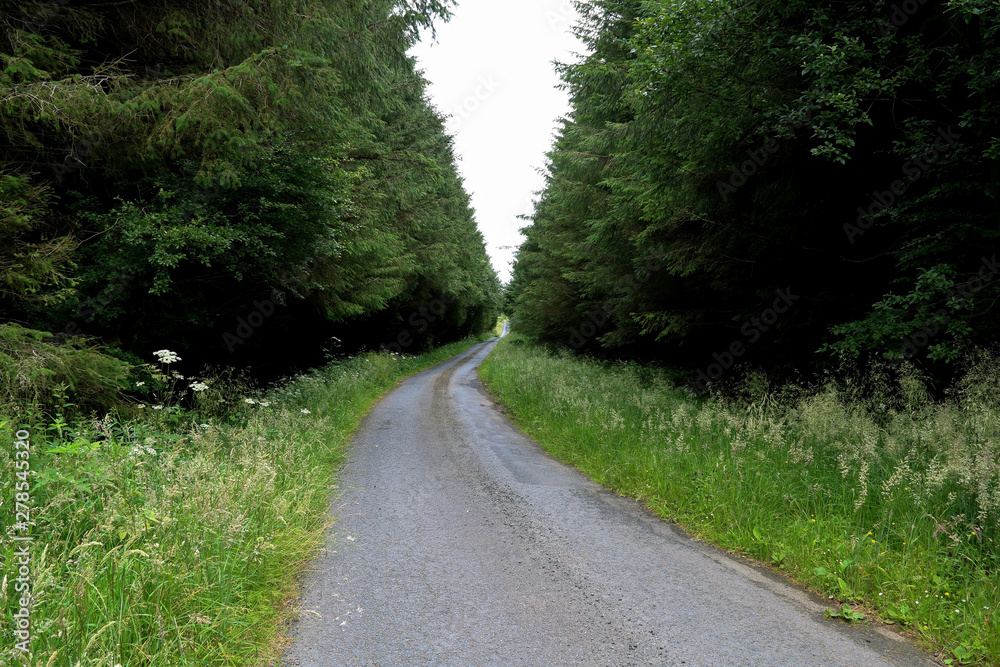 Lonely Country Lane on an Overcast Day Lonely Country Lane on an Overcast Day