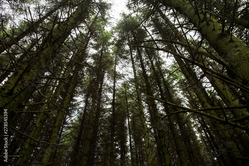 Tall Pine Trees in a Forest Location
