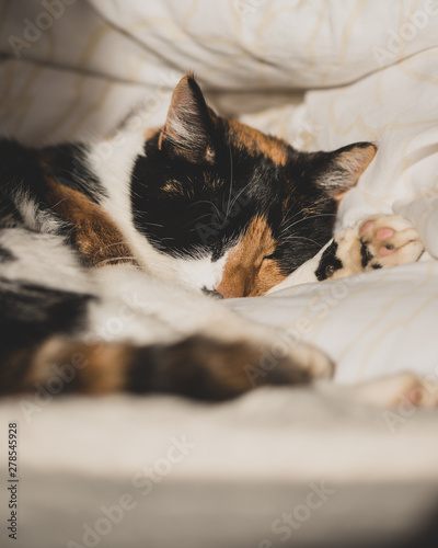Sleeping cat 1