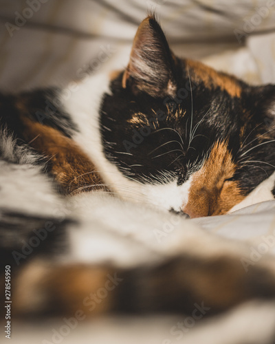 Sleeping cat 2