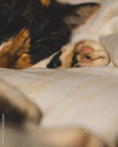 Sleeping cat 3