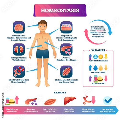 Homeostasis vector illustration. Labeled educational glucose example scheme photo