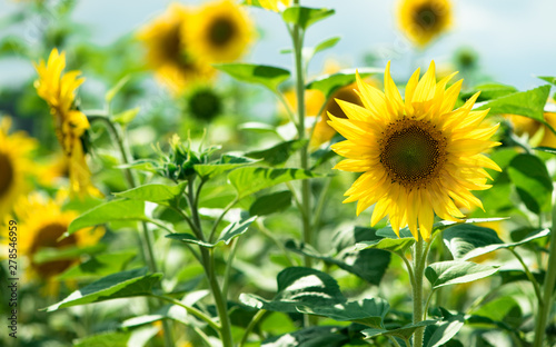Field with blooming sunflowers, summer background, selective focus.