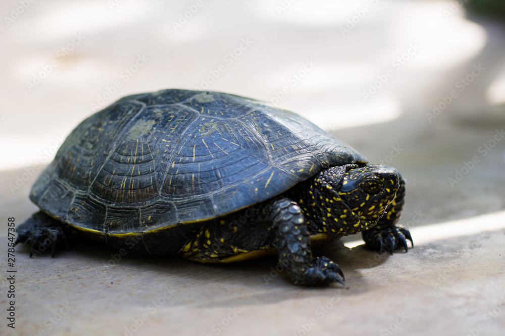 Closeup of a black and yellow spotted turtle Closeup of a black and yellow spotted turtle