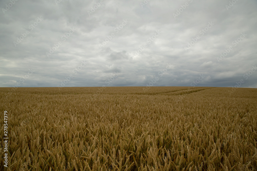 field of ripe wheat