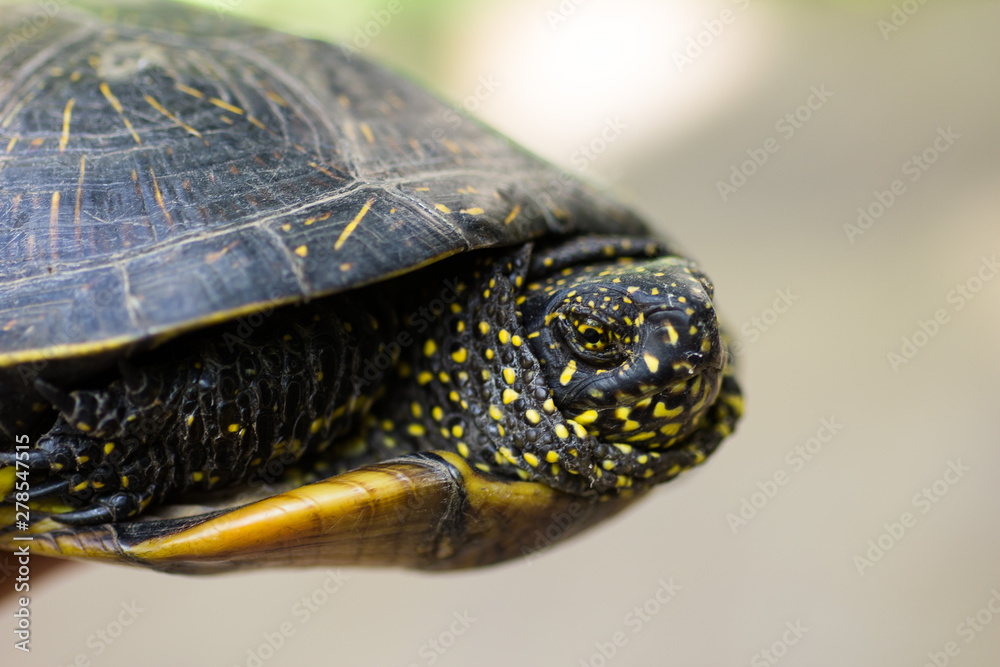 Closeup of a black and yellow spotted turtle Closeup of a black and yellow spotted turtle