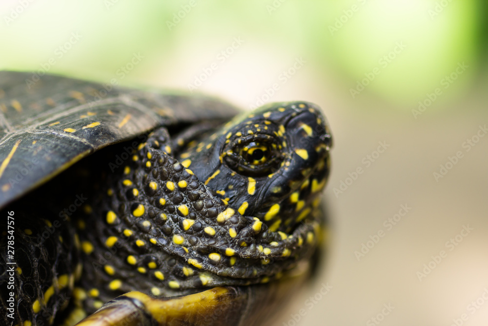 Fototapeta premium Closeup of a black and yellow spotted turtle