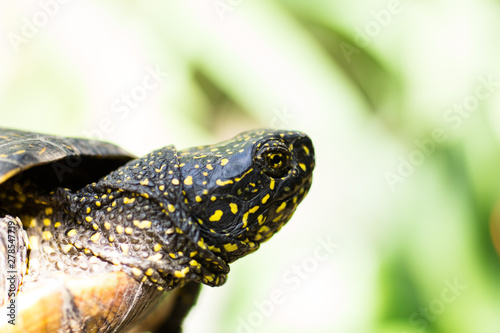 Closeup of a black and yellow spotted turtle