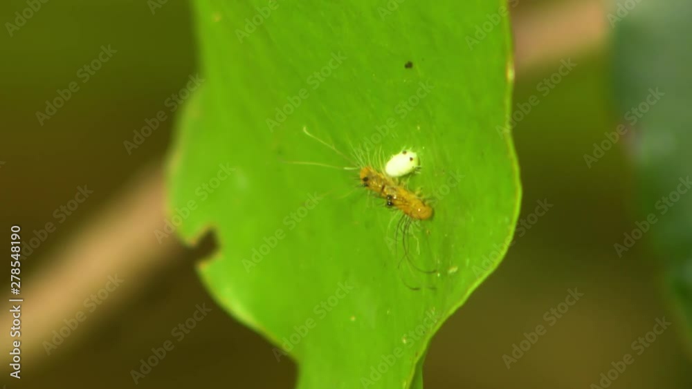 Steady, close up shot of a yellow long-haired silkworm and larva on a green leaf. Steady, close up shot of a yellow long-haired silkworm and larva on a green leaf.