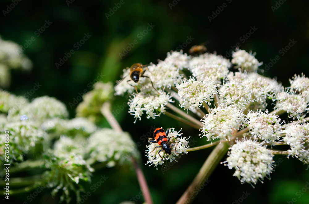 bee on a flower