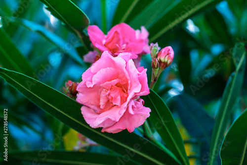 Landscape of flowers  parks and natural environment