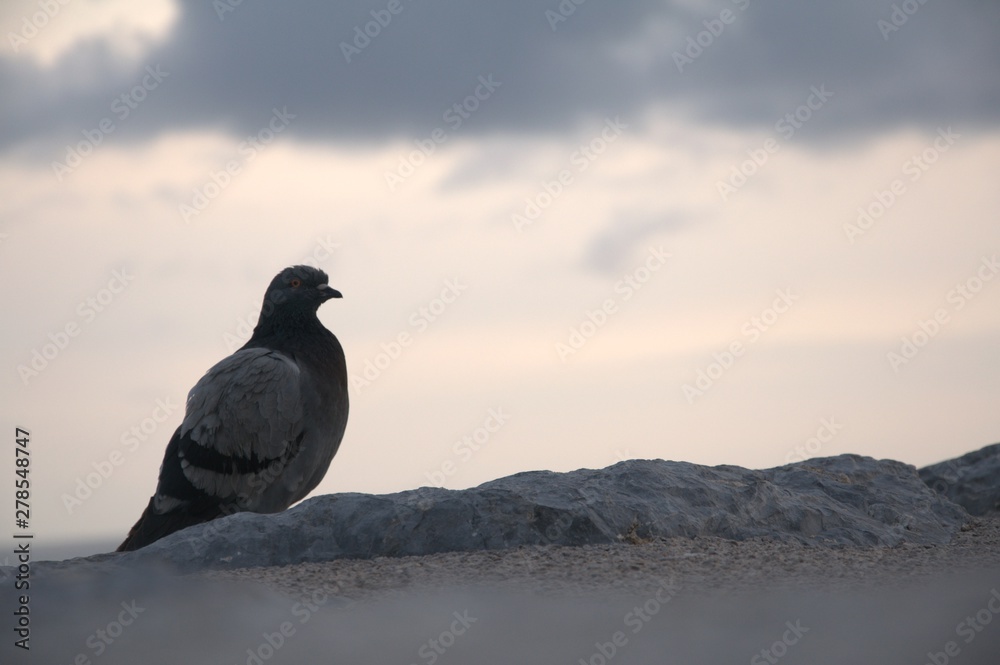 Fototapeta premium feral pigeon on wall