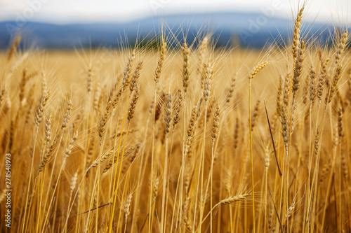 Ears of wheat in golden color.